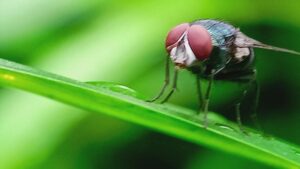Screwworm Detection Near Texas Border Triggers Emergency Response