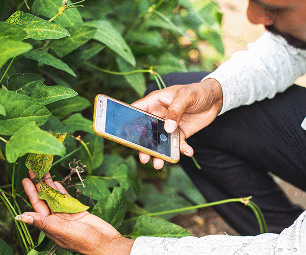 AI-Powered Mobile App Helps Farmers Detect Paddy Diseases&hellip;