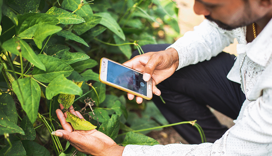 AI-Powered Mobile App Helps Farmers Detect Paddy Diseases…