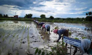 Tamil Nadu’s Samba and Thaladi Crops Set to&hellip;