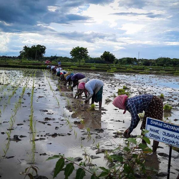 Tamil Nadu’s Samba and Thaladi Crops Set to…