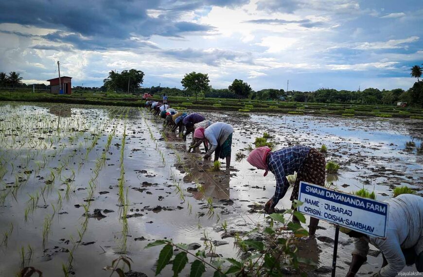 Tamil Nadu’s Samba and Thaladi Crops Set to…