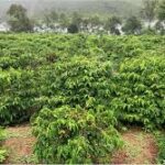 Plant Health Management Strategies Boost Coffee Yields by 15% in Vietnam