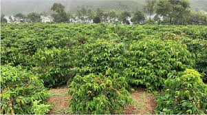 Plant Health Management Strategies Boost Coffee Yields by…