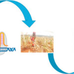 CRISPR and Gene-Editing Breakthroughs Set to Transform Global Agriculture in 2025