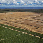 Soy Expansion in Brazil’s Amazon and Cerrado Raises Environmental Concerns