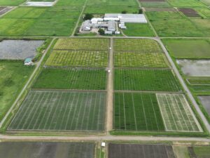 Direct-Seeded Rice Conclave Promotes Climate-Smart Rice Systems