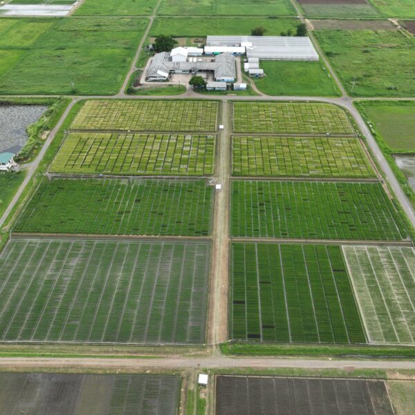Direct-Seeded Rice Conclave Promotes Climate-Smart Rice Systems