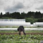Japan’s Agriculture Minister Calls for ProfitOriented Farming to Boost Global Competitiveness