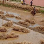 Massive Global Agricultural Losses from Disasters, Says New FAO Report