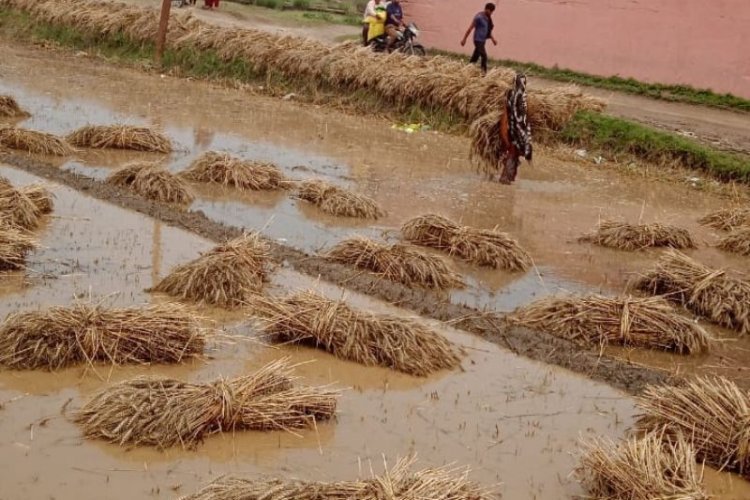 Massive Global Agricultural Losses from Disasters, Says New FAO Report