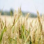 Record Wheat Planting Expected in India as Improved Soil Moisture Boosts Farmer Confidence