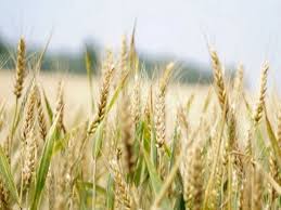 Record Wheat Planting Expected in…