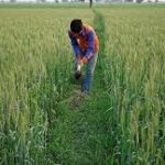 India’s Wheat Sowing Reaches Historic Peak for 2025/26 Season