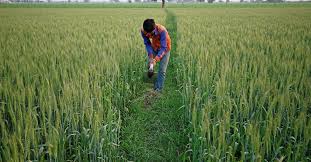 India’s Wheat Sowing Reaches Historic…