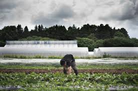 Japan’s Agriculture Minister Calls for…