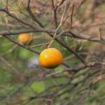 Tariff Removal by U.S. Gives Major Boost to South Africa’s Citrus Industry