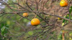 Tariff Removal by U.S. Gives Major Boost to South Africa’s Citrus Industry