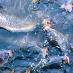 Aquaculture Expansion Emerges as Key Strategy to Meet Rising Global Seafood Demand