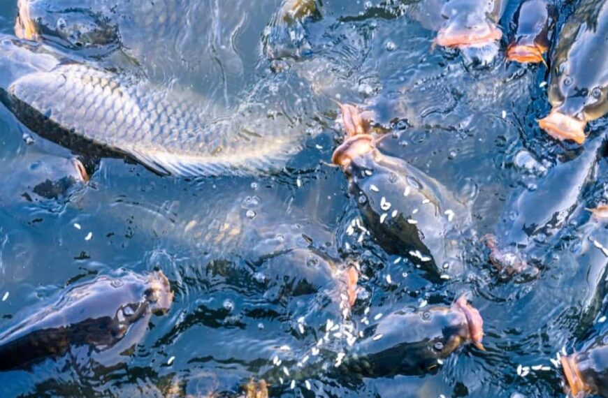 Aquaculture Expansion Emerges as Key Strategy to Meet Rising Global Seafood Demand