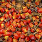 Indonesia Develops New Drought-Resilient Oil Palm Seed to Combat Climate Stress