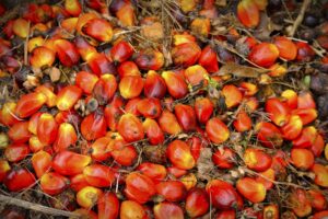 Indonesia Develops New Drought-Resilient Oil Palm Seed to…