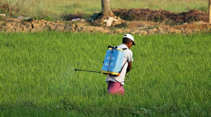 India’s Agrochemical Market Expands Rapidly, Poised for Global Leadership