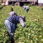 Global Shift to Plant-Based Diets Set to Reshape Farming Jobs and Agricultural Systems: Oxford Study
