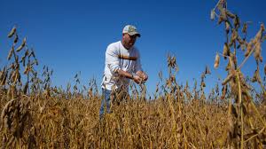 China Resumes Limited U.S. Farm Purchases Amid Signs of Trade Thaw