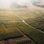Geopolitics Emerging as the New Driving Force in Global Agriculture