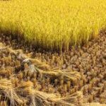 New Global Guidance Helps Companies Tackle Methane Emissions from Rice Cultivation: WBCSD Report