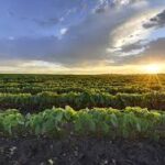 Global Agricultural Commodity Markets Confront Pressure from Strong Dollar and Oversupply