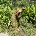 India Accelerates Efforts to Become Global Hub for Natural Farming