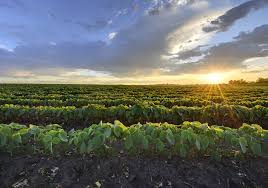 Global Agricultural Commodity Markets Confront Pressure from Strong Dollar and Oversupply