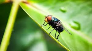 USDA Opens Sterile Fly Facility in Mexico to Combat Livestock-Damaging Screwworm