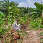 Congo Basin Deforestation Poses New Threat to West African Cocoa Production
