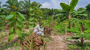 Congo Basin Deforestation Poses New Threat to West African Cocoa Production