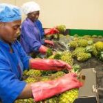 World Bank Approves Major Funding to Strengthen Food Security in West AfricaWorld Bank Approves Major Funding to Strengthen Food Security in West Africa