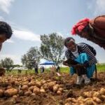 New Potato Variety ‘CIP-Asiryq’ Brings Hope to Farmers Battling Late Blight