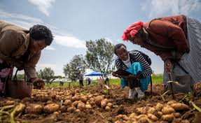 New Potato Variety ‘CIP-Asiryq’ Brings Hope to Farmers Battling Late Blight