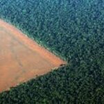 Rising Global Soy Demand Accelerates Deforestation in Brazil’s Amazon and Cerrado