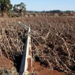 Severe Flooding in Argentina Delays Soybean and Corn Planting Across Key Farmland