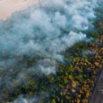 Global Farm Subsidies Fuel Factory Farming, Deforestation, and Animal Welfare Crisis: Report