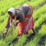 Andhra Pradesh’s High-Tech Natural Farming Model Earns Global Recognition
