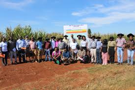 Africa Hosts Major Field Day Showcasing Over 800 Elite Maize Hybrids