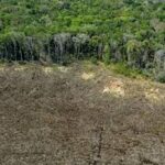 Rising Global Soya Demand Fuels Deforestation in Brazil’s Amazon and Cerrado