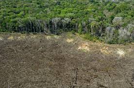 Rising Global Soya Demand Fuels Deforestation in Brazil’s Amazon and Cerrado