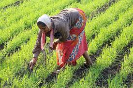 Andhra Pradesh’s High-Tech Natural Farming…