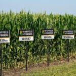 Seed Company Data Indicates Lower 2025 Corn Yields Across Major U.S. States