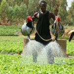 Sahel Irrigation Initiative Scales Up to Boost Farmer Resilience and Productivity